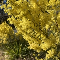 Acacia boormanii at Belconnen, ACT - 29 Aug 2023
