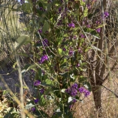 Hardenbergia violacea (False Sarsaparilla) at Flea Bog Flat to Emu Creek Corridor - 29 Aug 2023 by JohnGiacon