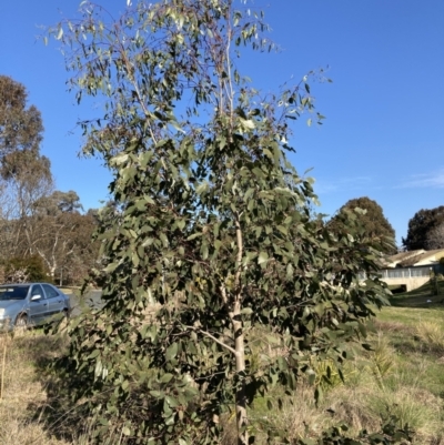 Eucalyptus sp. (A Gum Tree) at Flea Bog Flat to Emu Creek Corridor - 29 Aug 2023 by JohnGiacon
