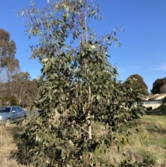 Eucalyptus sp. (A Gum Tree) at Belconnen, ACT - 29 Aug 2023 by JohnGiacon