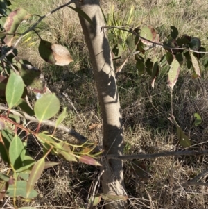 Eucalyptus sp. at Belconnen, ACT - 29 Aug 2023