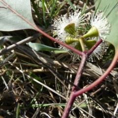 Eucalyptus sp. at Belconnen, ACT - 29 Aug 2023