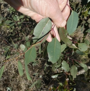 Eucalyptus sp. at Belconnen, ACT - 29 Aug 2023