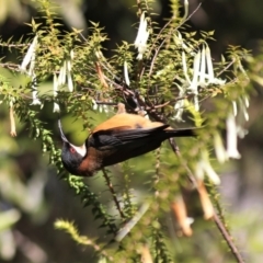 Acanthorhynchus tenuirostris (Eastern Spinebill) at Canberra Central, ACT - 29 Aug 2023 by HappyWanderer