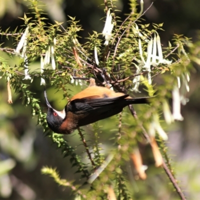 Acanthorhynchus tenuirostris (Eastern Spinebill) at Canberra Central, ACT - 29 Aug 2023 by HappyWanderer