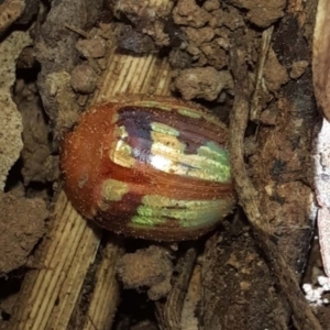 Paropsisterna sp. (genus) at Goomboorian, QLD - 27 Aug 2023