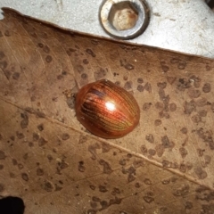 Unverified Insect at Goomboorian, QLD - 27 Aug 2023 by KevinM