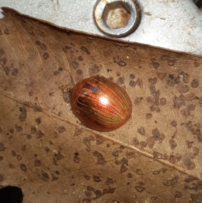 Unverified Insect at Goomboorian, QLD - 27 Aug 2023 by KevinM