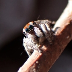 Maratus calcitrans (Kicking peacock spider) at Belconnen, ACT - 29 Aug 2023 by CathB