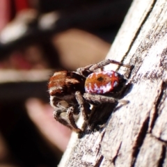 Maratus calcitrans at Belconnen, ACT - suppressed