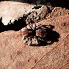 Maratus calcitrans at Belconnen, ACT - 29 Aug 2023