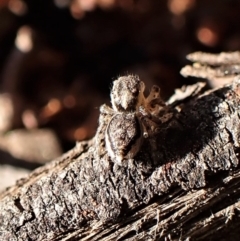 Maratus calcitrans at Belconnen, ACT - suppressed