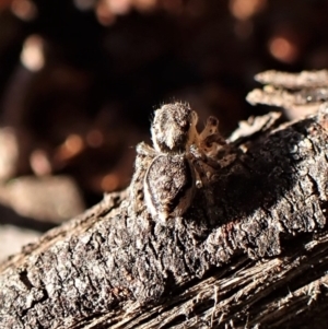 Maratus calcitrans at Belconnen, ACT - suppressed