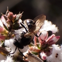 Lasioglossum (Chilalictus) sp. (genus & subgenus) (Halictid bee) at Aranda Bushland - 24 Aug 2023 by CathB