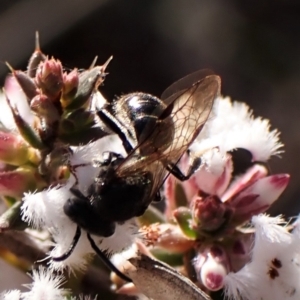 Lasioglossum (Chilalictus) sp. (genus & subgenus) at Belconnen, ACT - 24 Aug 2023 03:10 PM