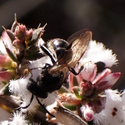 Lasioglossum (Chilalictus) sp. (genus & subgenus) (Halictid bee) at Aranda Bushland - 24 Aug 2023 by CathB