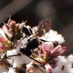 Lasioglossum (Chilalictus) sp. (genus & subgenus) at Belconnen, ACT - 24 Aug 2023