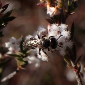 Lasioglossum (Chilalictus) sp. (genus & subgenus) at Belconnen, ACT - 24 Aug 2023 03:10 PM