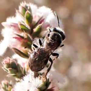 Lasioglossum (Chilalictus) sp. (genus & subgenus) at Belconnen, ACT - 24 Aug 2023 03:10 PM