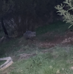Vombatus ursinus (Bare-nosed Wombat) at Denman Prospect, ACT - 29 Aug 2023 by JimL