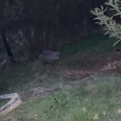 Vombatus ursinus (Common wombat, Bare-nosed Wombat) at Molonglo River Reserve - 29 Aug 2023 by JimL