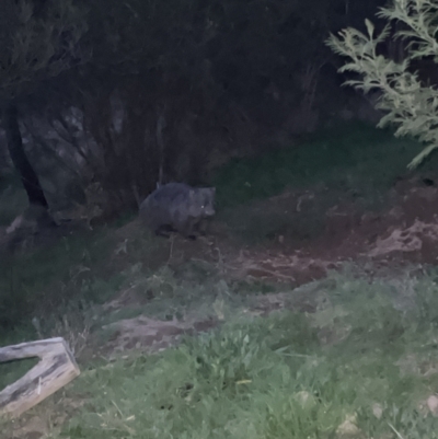 Vombatus ursinus (Bare-nosed Wombat) at Denman Prospect, ACT - 29 Aug 2023 by JimL