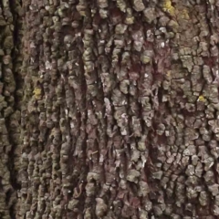 Exocarpos cupressiformis at O'Connor, ACT - 27 Aug 2023