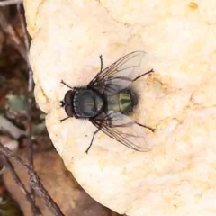 Lucilia sp. (genus) (A blowfly) at Acton, ACT - 27 Aug 2023 by ConBoekel