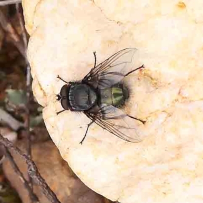 Lucilia sp. (genus) (A blowfly) at Caladenia Forest, O'Connor - 27 Aug 2023 by ConBoekel