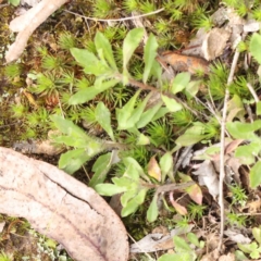 Wahlenbergia stricta subsp. stricta (Tall Bluebell) at Caladenia Forest, O'Connor - 27 Aug 2023 by ConBoekel