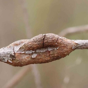 Eucalyptus insect gall at O'Connor, ACT - 27 Aug 2023