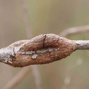 Eucalyptus insect gall at O'Connor, ACT - 27 Aug 2023 03:25 PM