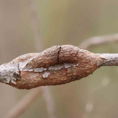 Eucalyptus insect gall at O'Connor, ACT - 27 Aug 2023 by ConBoekel