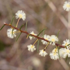 Acacia genistifolia (Early Wattle) at Acton, ACT - 27 Aug 2023 by ConBoekel