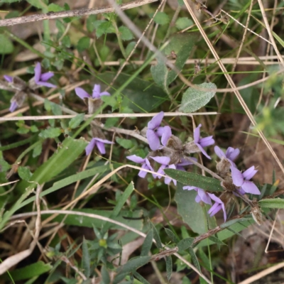 Hovea heterophylla (Common Hovea) at O'Connor, ACT - 27 Aug 2023 by ConBoekel