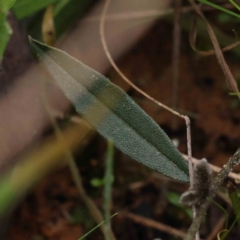 Hovea heterophylla at O'Connor, ACT - 27 Aug 2023 03:23 PM