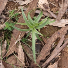 Luzula sp. (Woodrush) at Caladenia Forest, O'Connor - 27 Aug 2023 by ConBoekel