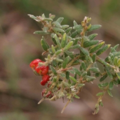 Grevillea alpina (Mountain Grevillea / Cat's Claws Grevillea) at Caladenia Forest, O'Connor - 27 Aug 2023 by ConBoekel