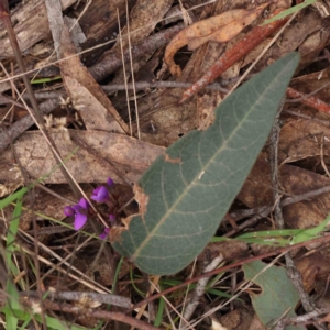 Hardenbergia violacea at O'Connor, ACT - 27 Aug 2023