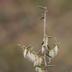 Leucopogon fletcheri subsp. brevisepalus (Twin Flower Beard-Heath) at Caladenia Forest, O'Connor - 27 Aug 2023 by ConBoekel