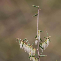 Styphelia fletcheri subsp. brevisepala (Twin Flower Beard-Heath) at O'Connor, ACT - 27 Aug 2023 by ConBoekel