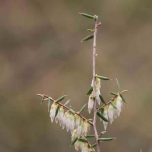 Leucopogon fletcheri subsp. brevisepalus at O'Connor, ACT - 27 Aug 2023