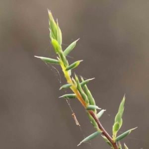 Leucopogon fletcheri subsp. brevisepalus at O'Connor, ACT - 27 Aug 2023