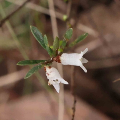 Cryptandra amara (Bitter Cryptandra) at Caladenia Forest, O'Connor - 27 Aug 2023 by ConBoekel