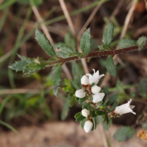 Cryptandra amara at O'Connor, ACT - 27 Aug 2023