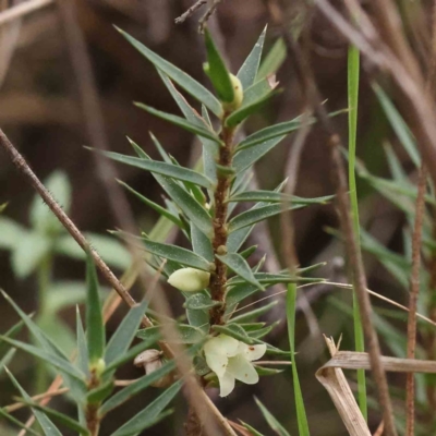 Melichrus urceolatus (Urn Heath) at O'Connor, ACT - 27 Aug 2023 by ConBoekel