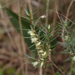 Melichrus urceolatus at O'Connor, ACT - 27 Aug 2023