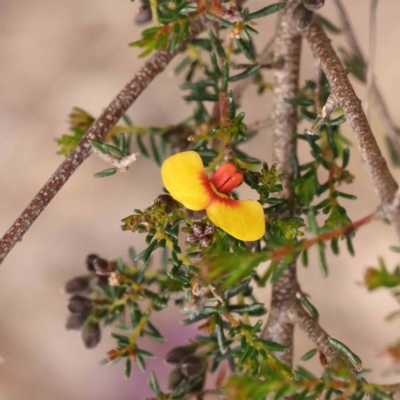 Dillwynia phylicoides (A Parrot-pea) at O'Connor, ACT - 27 Aug 2023 by ConBoekel