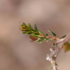 Dillwynia phylicoides at O'Connor, ACT - 27 Aug 2023