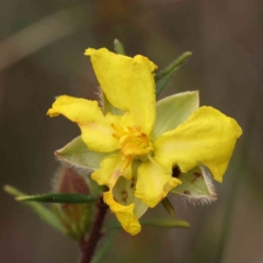 Hibbertia calycina (Lesser Guinea-flower) at Caladenia Forest, O'Connor - 27 Aug 2023 by ConBoekel